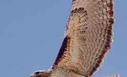 Hastings, MN – Raptor Release Carpenter Nature Center-Sept. 28, 2019