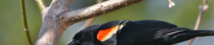 Hastings, MN  – Earth Day Birding Festival Carpenter Nature Center – April 18, 2020