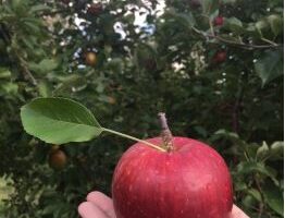 Hastings, MN. – Carpenter Nature Center Apple Fest – October 12-13, 2024