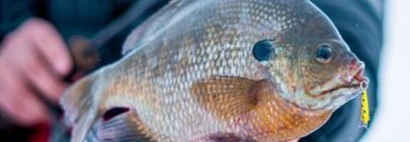 Hudson, WI – January 17-18, 2026 – Wisconsin State wide Free Fishing Weekend