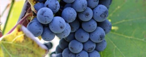 St. Croix Falls, WI – Polar Wine Party, Dancing Dragonfly Winery – March 21, 2026